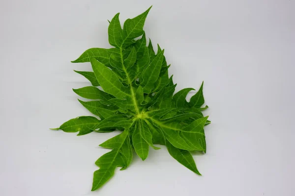 young papaya leaves in photos with a white background,