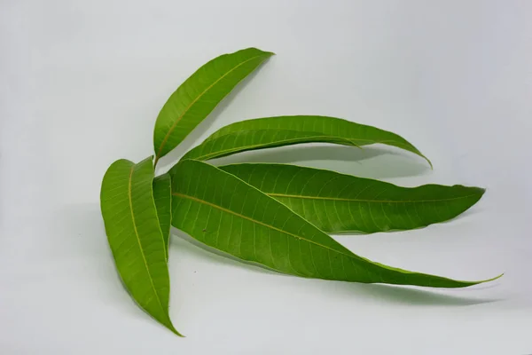 Jonge mango scheuten in een foto met een witte achtergrond — Stockfoto