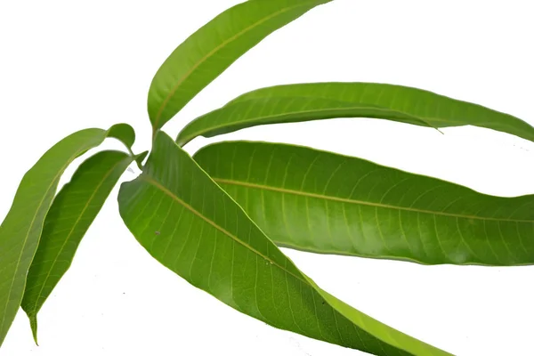 Junge Mango-Blatt-Triebe auf einem Foto mit weißem Hintergrund — Stockfoto