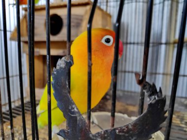 Bir muhabbet kuşu Agapornis papağan küçük bir cins ortak adıdır. Sekiz tür Afrika kıtasına özgüdür, gri başlı muhabbet kuşu Madagaskar'a özgüdür..