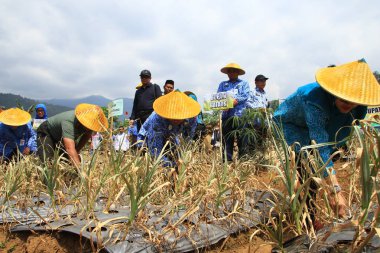 batang / Jawa Tengah Endonezya, 17 Temmuz 2019 yılında çiftçiler, öğrencilerden yetkililere kadar birçok kişi içeren soğan tarlaları, doğrudan sarımsak tohumu hasat etkinliği