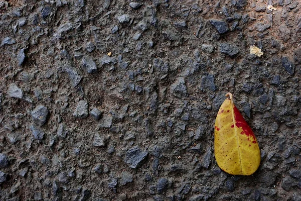 포장 도로에 떨어지는 건조 한 잎, — 스톡 사진