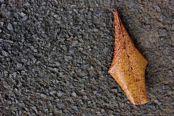 Droge bladeren die op verharde wegen vallen, — Stockfoto