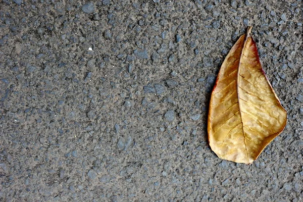 Сухие листья, падающие на асфальтированные дороги , — стоковое фото