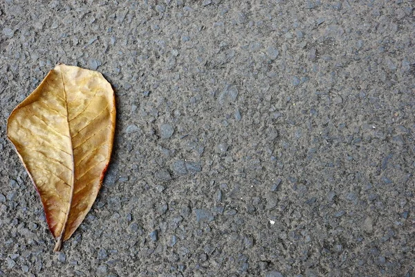 Ξηρά φύλλα που πέφτουν σε πλακόστρωτους δρόμους, — Φωτογραφία Αρχείου