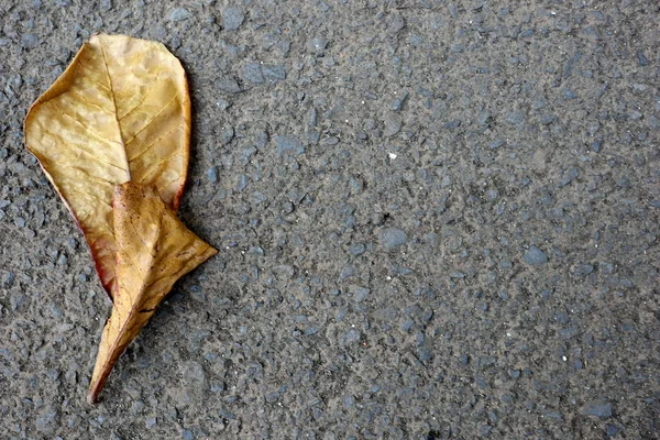 Dry leaves which fall on paved roads, — Stock Photo, Image