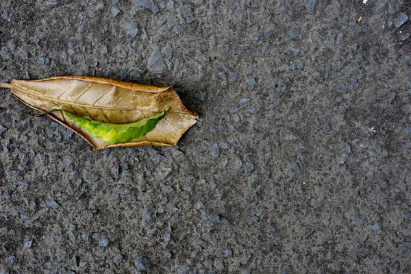 Daun kering yang jatuh di jalan beraspal , — Stok Foto