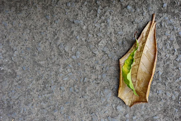 舗装された道路に落ちる乾いた葉, — ストック写真
