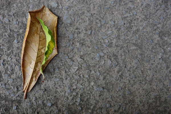 Сухе листя, яке падає на асфальтовані дороги , — стокове фото