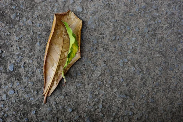 Droge bladeren die op verharde wegen vallen, — Stockfoto