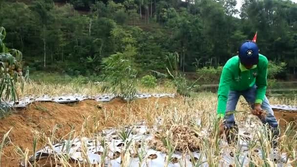 農民と政府は バタン 中央ジャワ インドネシア 2019年7月17日にニンニクの種子の最初の収穫を行います — ストック動画