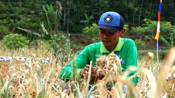 農民と政府は バタン 中央ジャワ インドネシア 2019年7月17日にニンニクの種子の最初の収穫を行います — ストック動画