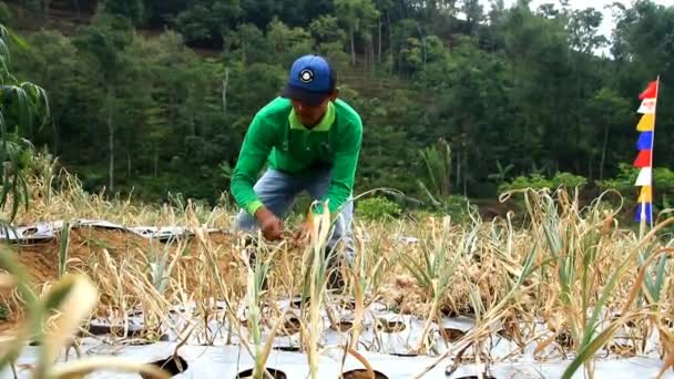 Agricultores Governo Fazem Primeira Colheita Sementes Alho Batang Java Central — Vídeo de Stock