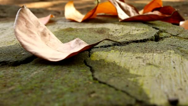 Dried Leaves Fly Dirty Floors Full Moss Background Bokeh Focusing — Stock Video