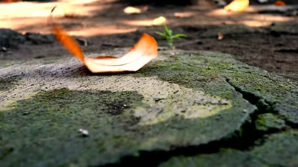 나뭇잎에 초점을 맞추고 보케의 배경에 이끼의 더러운 바닥에 비디오 비디오 — 비디오