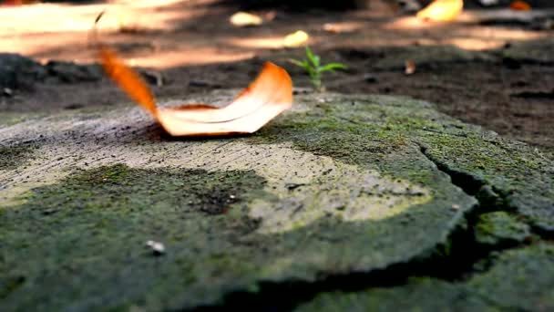 乾燥した葉は 葉に焦点を当てて ボケの背景に 苔の完全な汚れた床に飛びます 4Kビデオ フルHdビデオ — ストック動画