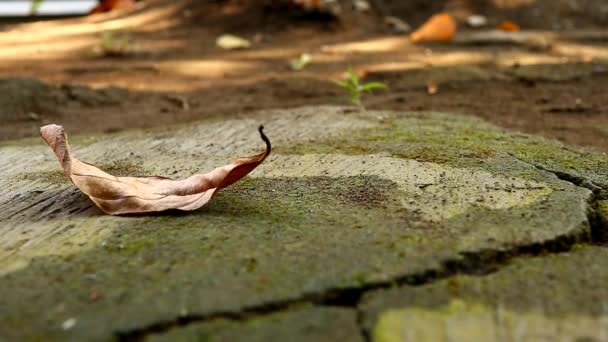 나뭇잎에 초점을 맞추고 보케의 배경에 이끼의 더러운 바닥에 비디오 비디오 — 비디오