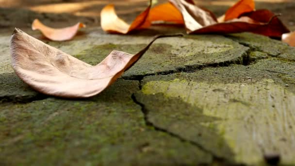 乾燥した葉は 葉に焦点を当てて ボケの背景に 苔の完全な汚れた床に飛びます 4Kビデオ フルHdビデオ — ストック動画