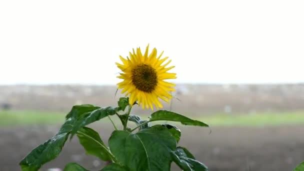 太阳花和植物的视频 记录从散景条件到焦点 全高清 — 图库视频影像