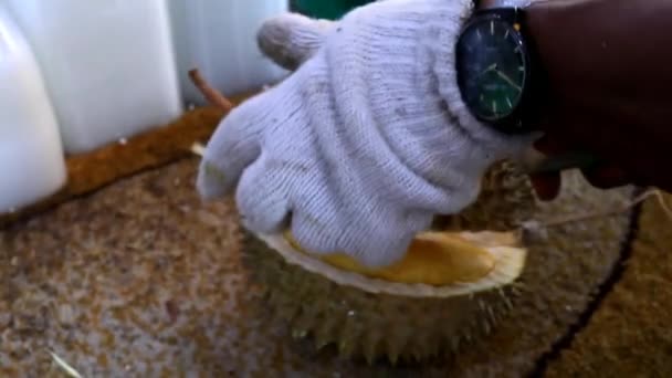 족제비 두리안 두리안 아시아에서 두리안 맛있는 — 비디오