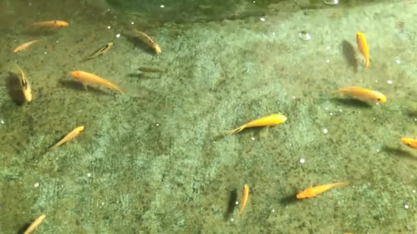 Ikan Mas Dalam Kolam Carpa Lagoa Peixe Colorido Carpa Carpa — Vídeo de Stock