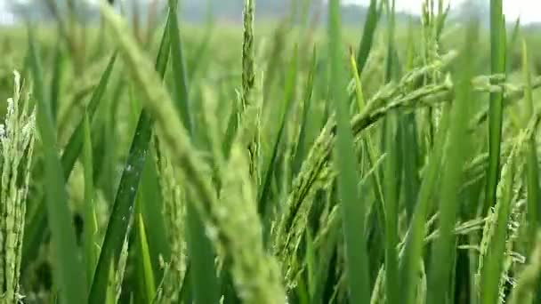 Fond de vidéos de champ de paddy en été. Belles feuilles vertes sur fond de bokeh vert flou à l'extérieur, la nature. Jardinage, aménagement paysager concept. sur l'exposition. Vidéo 4K UHD .