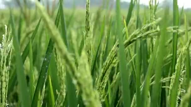 Paddy Campo Vídeos Fundo Verão Lindas Folhas Verdes Sobre Fundo — Vídeo de Stock