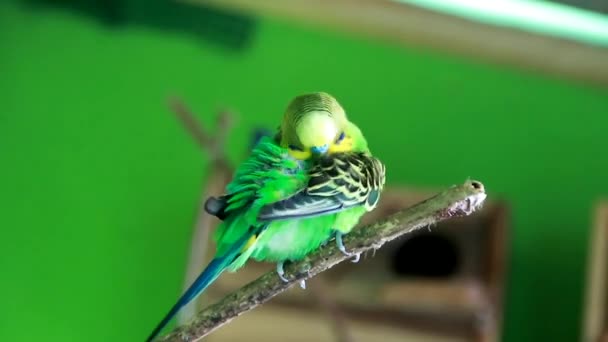 Schöne Grüne Papagei Turteltaube Auf Buntem Naturhintergrund — Stockvideo