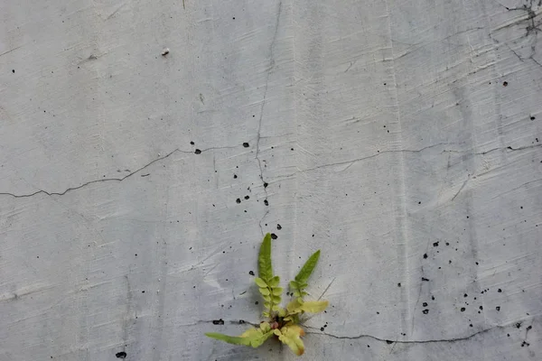 Close-up de crescimento de plantas em rachaduras e paredes de cimento antigo musgoso — Fotografia de Stock