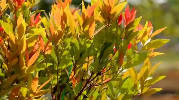 午前中にぼやけた自然の背景を持つ熱帯の木をクローズアップ 柔らかい日差しを浴びる緑と赤の葉 — ストック動画
