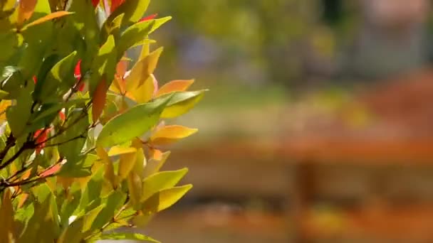 Sluit Tropische Boom Met Een Vervaagde Natuurlijke Achtergrond Ochtend Groen — Stockvideo