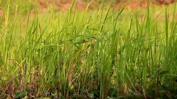 風に吹かれている野原の雑草 — ストック動画