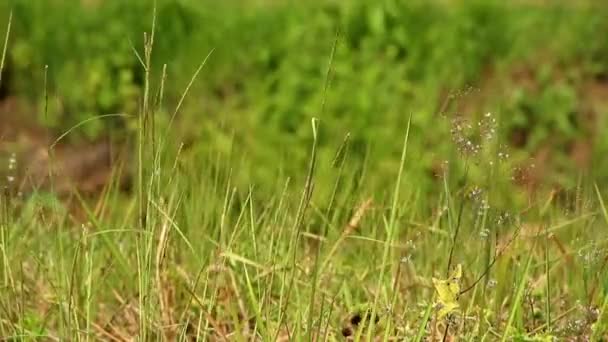 Onkruid Velden Die Waait Wind — Stockvideo