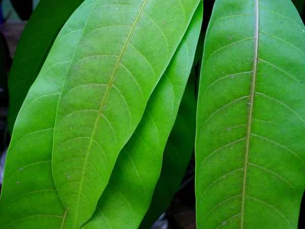 Közelről friss zöld mangó levelek — Stock Fotó