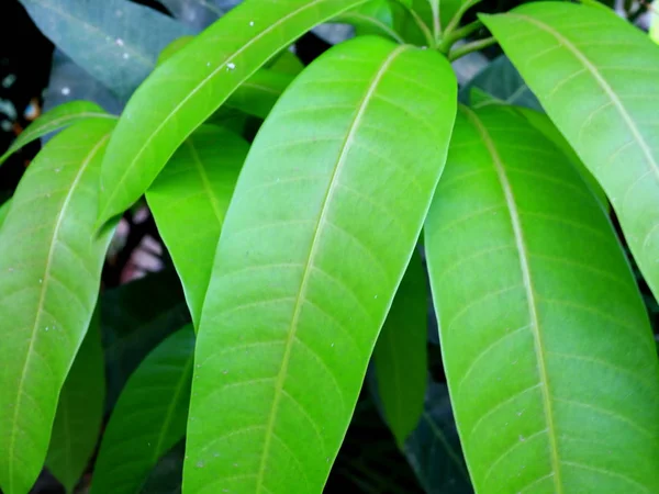 Закрыть свежие листья манго — стоковое фото