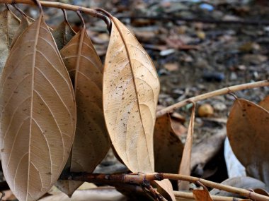  Jackfruit yaprakları kuru.,