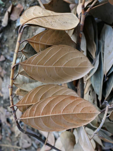 Jackfruit leaves are dry, — Stock Photo, Image
