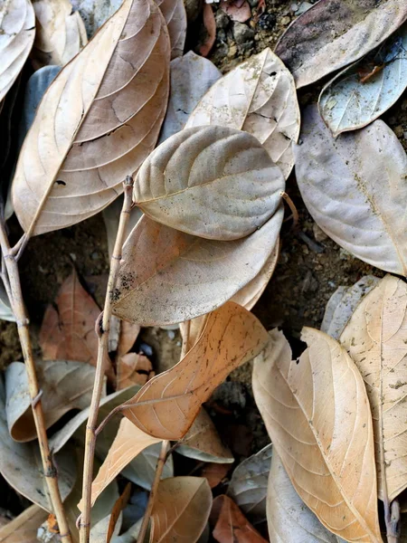 Jackfruit leaves are dry, — Stock Photo, Image