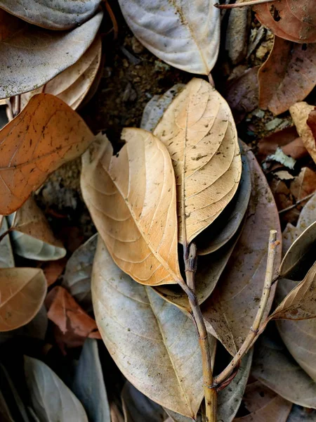 Le foglie di Jackfruit sono secche , — Foto Stock