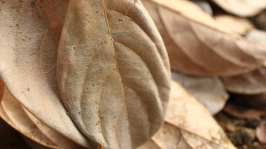 Jackfruit yaprakları kurudur, çünkü su eksikliğinden dolayı yaşlı ve kurudur.