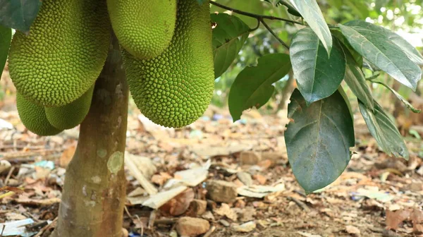 Jaca Joven Todavía Está Unido Árbol Todavía Fresco Puede Cocinar — Foto de Stock