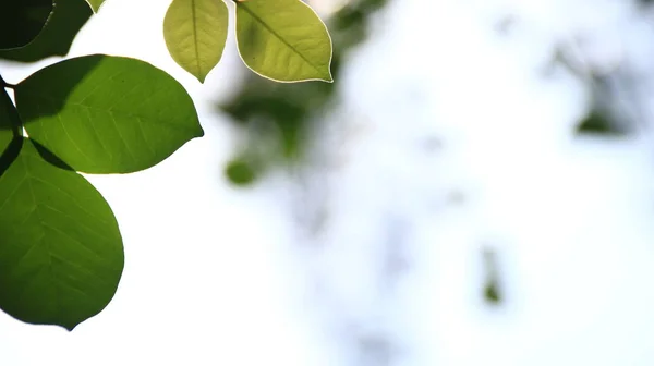 Close Bela Vista Natureza Folhas Verdes Sobre Vegetação Borrada Fundo — Fotografia de Stock