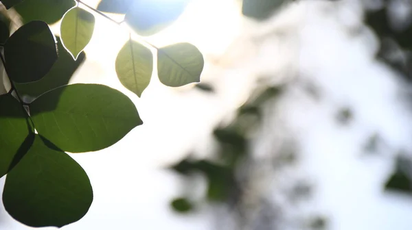 Закройте Красивый Вид Природу Зелеными Листьями Размытом Зеленом Фоне Белого — стоковое фото