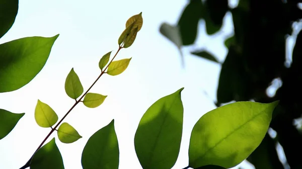 Закройте Красивый Вид Природу Зелеными Листьями Размытом Зеленом Фоне Белого — стоковое фото
