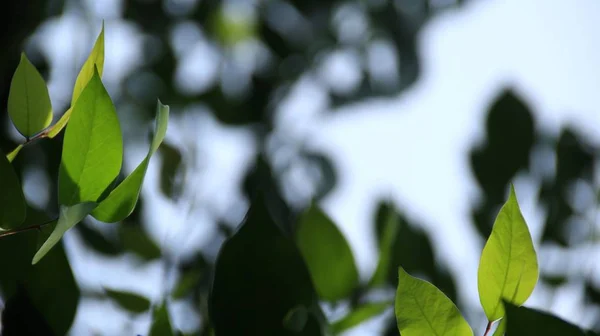 Close Bela Vista Natureza Folhas Verdes Sobre Vegetação Borrada Fundo — Fotografia de Stock