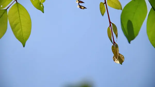 Vista da natureza folhas verdes na vegetação borrada fundo céu azul — Fotografia de Stock