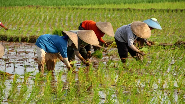 Indonesia Farmers grow rice in the rainy season. They were soaked with water and mud to be prepared for planting.