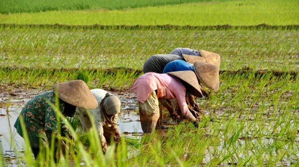 Indonesia Farmers grow rice in the rainy season. They were soaked with water and mud to be prepared for planting.