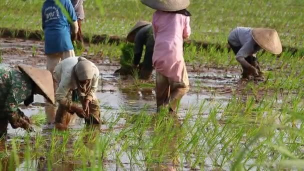 ブルリー 農民の柔らかい焦点は 雨季に米を栽培しています 彼らは植え付けの準備をするために水と泥で浸した バタン インドネシア2020年6月6日 — ストック動画