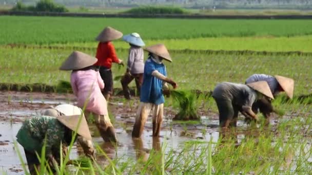 ブルリー 農民の柔らかい焦点は 雨季に米を栽培しています 彼らは植え付けの準備をするために水と泥で浸した バタン インドネシア2020年6月6日 — ストック動画